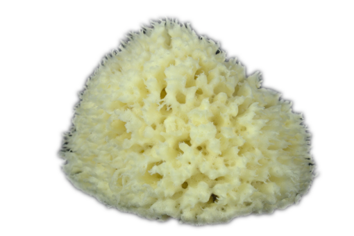 Natursvamp Wool (4 - 4½) - Badesvamp